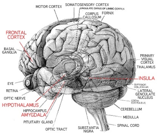 Drumming and the Brain.diagram